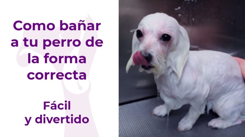 Revive el pelaje de tu perro con baños naturales sin champú