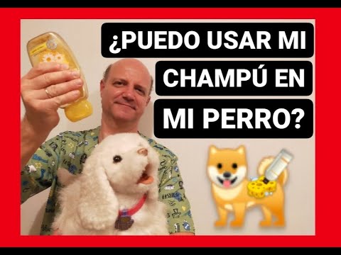 ¿Champú para humanos en perros? ¡Descubre por qué es seguro y beneficioso!