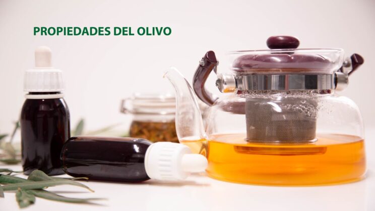 Descubre la infusión de olivo: un remedio natural para bajar la tensión