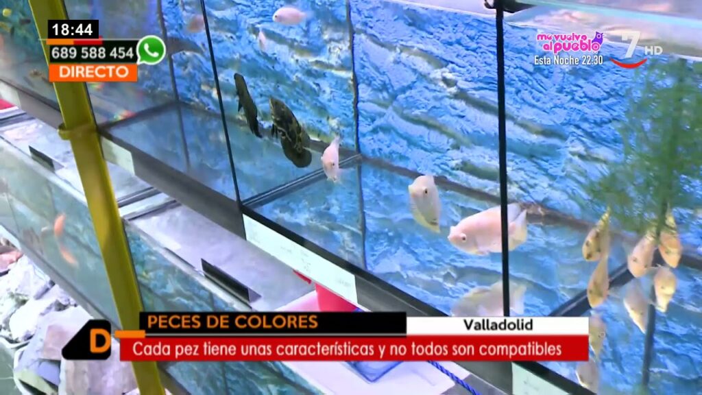 Descubre las mejores tiendas de peces en Valladolid: un paraíso acuático en tu ciudad