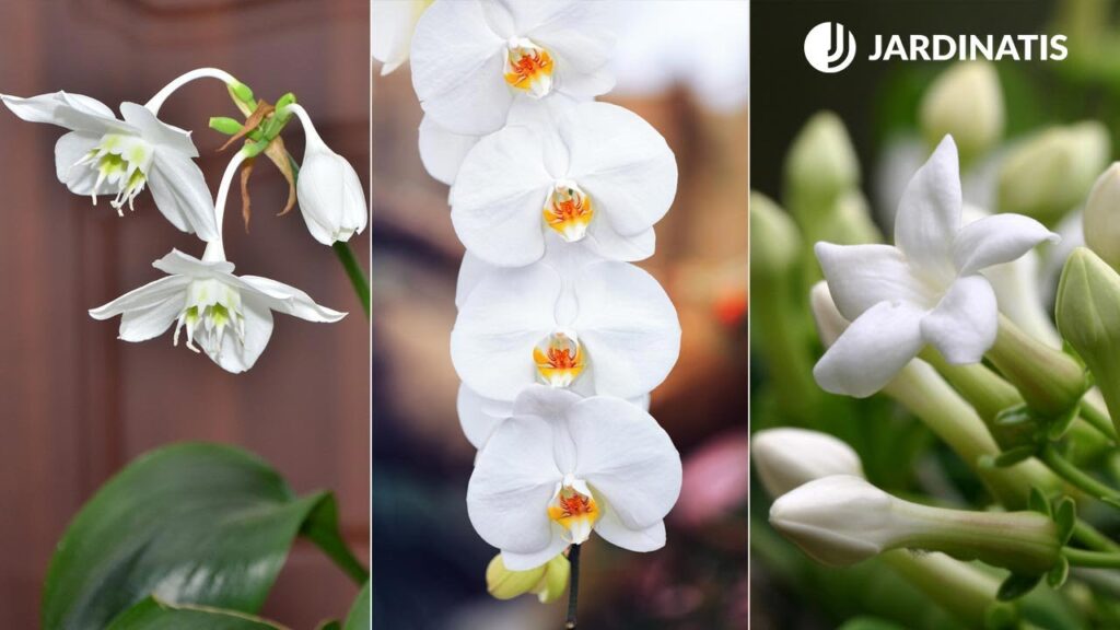 Descubre la exquisita fragancia de la flor blanca más perfumada