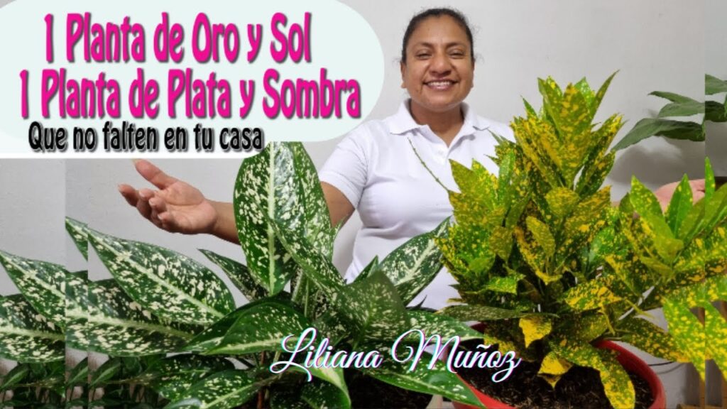 Descubre el sorprendente poder del Sol de Oro: beneficios y usos