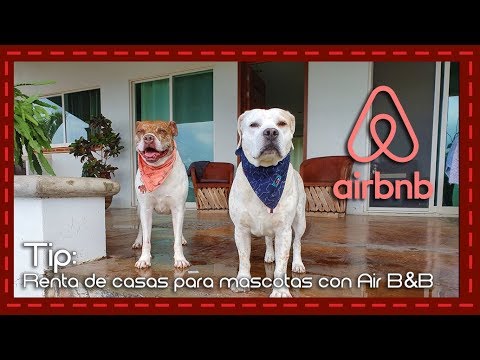 Playas de España: Alquiler de casas pet-friendly para disfrutar con tu perro